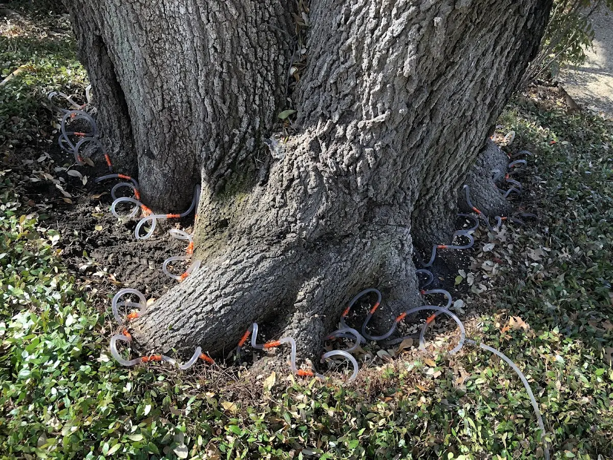 Detailed Tree Cabling and Bracing job site in Blackfoot