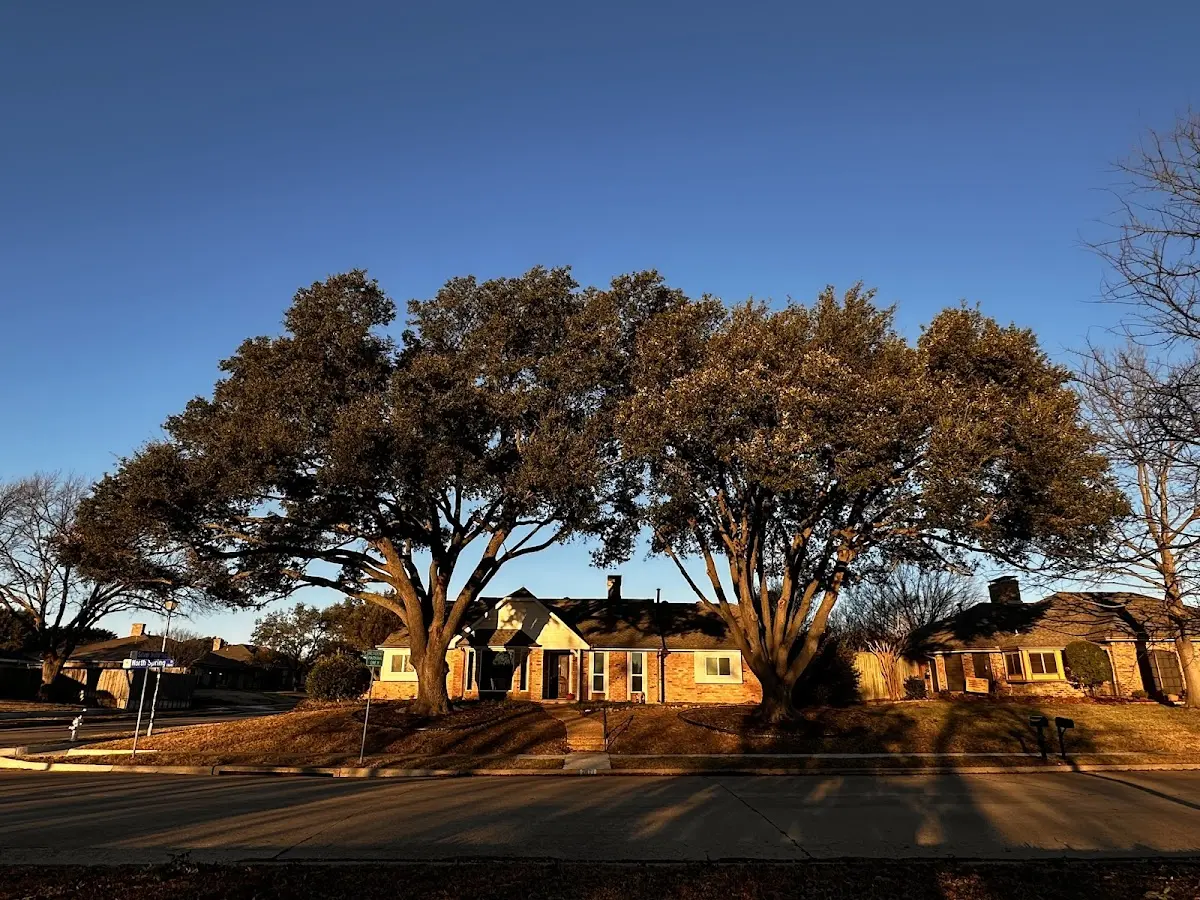 Established residential canopy tree shading a home in Blackfoot